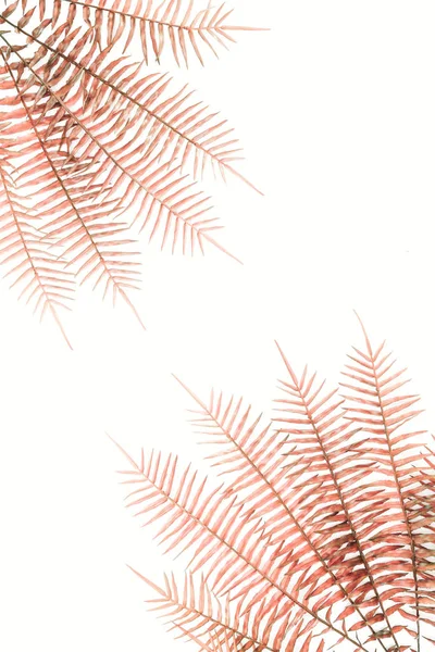 Vista Cima Ramos Samambaia Vermelho Dispostos Isolados Branco — Fotografia de Stock Grátis