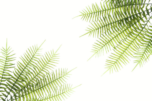 elevated view of arranged green fern branches isolated on white