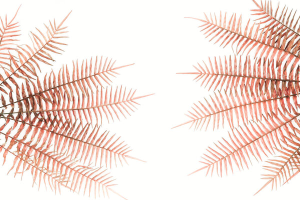 flat lay with arranged beautiful red fern branches isolated on white 