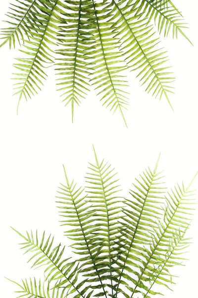 top view of arranged beautiful green fern branches isolated on white