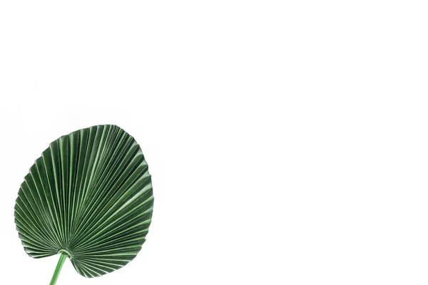 Elevated View Beautiful Green Palm Leaf Isolated White Minimalistic Concept — Stock Photo, Image