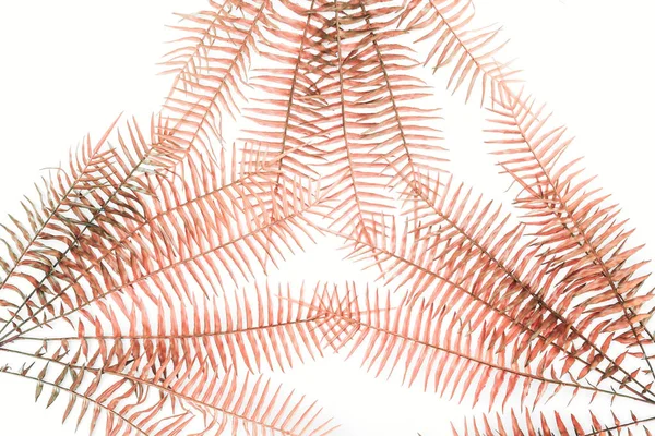 Flat Lay Beautiful Red Fern Branches Isolated White — Free Stock Photo