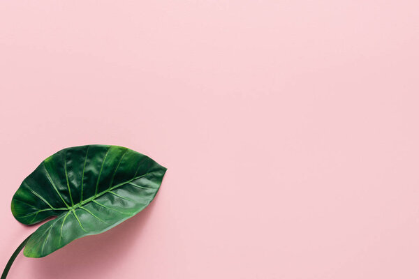 top view of green palm leaf on pink, minimalistic concept 