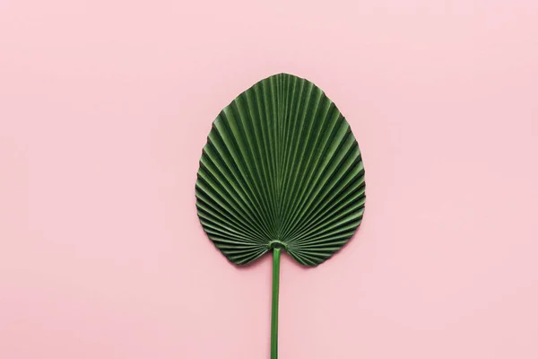 Top View Green Palm Leaf Pink Minimalistic Concept — Stock Photo, Image