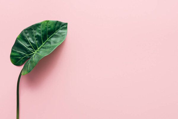плоская, с зеленым красивым пальмовым листом на розовой, минималистичной концепции
 