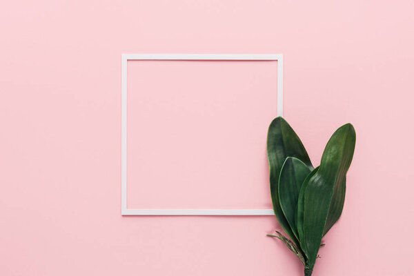 elevated view of white frame and green tropical leaves on pink, minimalistic concept