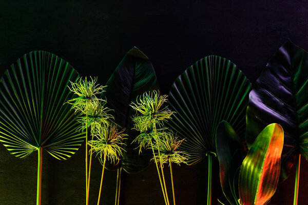 top view of various tropical leaves placed in row with red lighting 