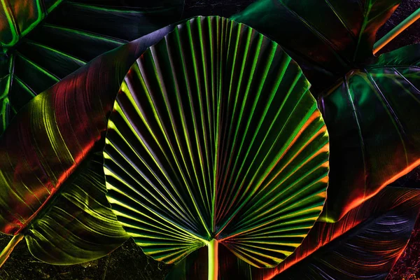 Toned Picture Various Tropical Leaves Red Lighting — Stock Photo, Image