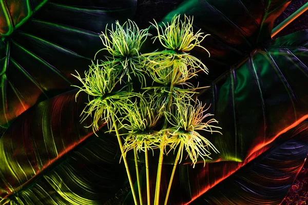 Mooie Plant Palm Bladeren Met Rode Verlichting — Stockfoto