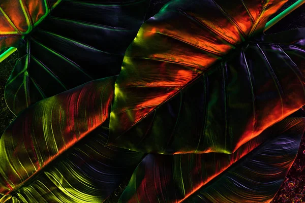 Pełna Klatka Obrazu Piękne Palmy Pozostawia Czerwone Oświetlenie — Zdjęcie stockowe