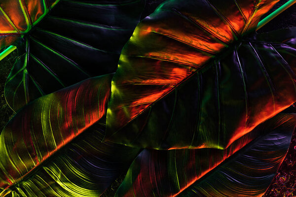 full frame image of beautiful palm leaves with red lighting 