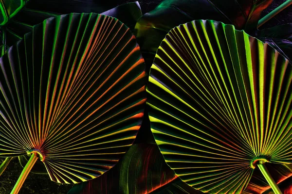 Image Tonique Belles Feuilles Tropicales Avec Éclairage Coloré — Photo