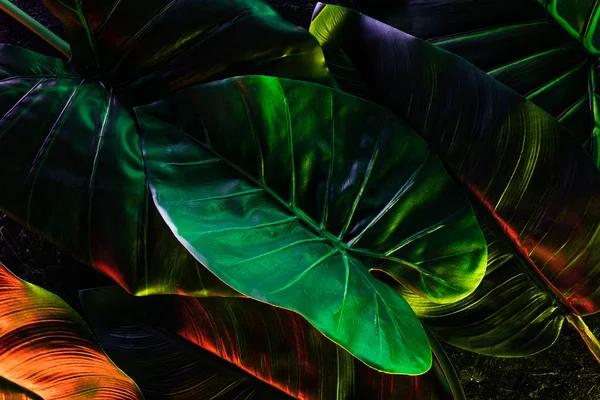 Повне Зображення Рамки Красивого Пальмового Листя Червоним Зеленим Освітленням — стокове фото