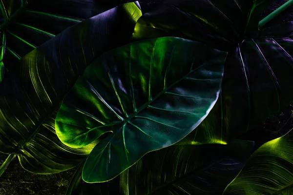 Полная Рамка Изображения Красивого Фона Пальмовых Листьев — стоковое фото