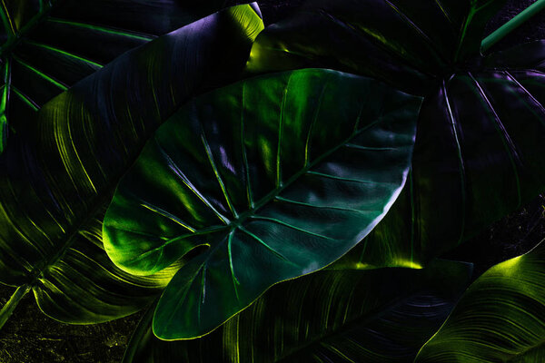 полная рамка изображения красивого фона пальмовых листьев
 