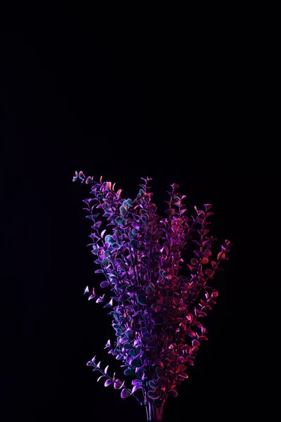 Toned Image Beautiful Plant Purple Lighting Isolated Black — Free Stock Photo