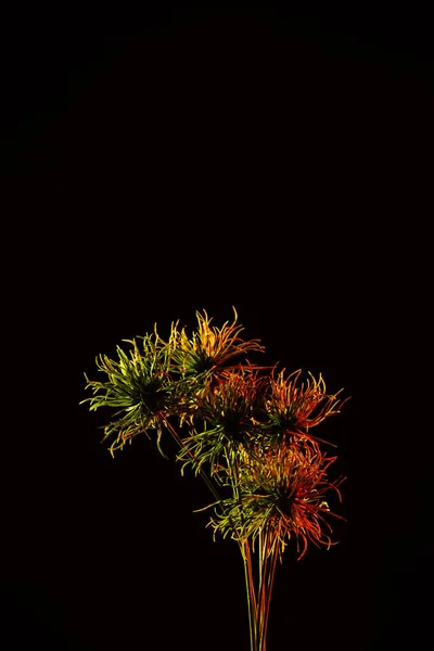 colored picture of beautiful plant with red lighting isolated on black