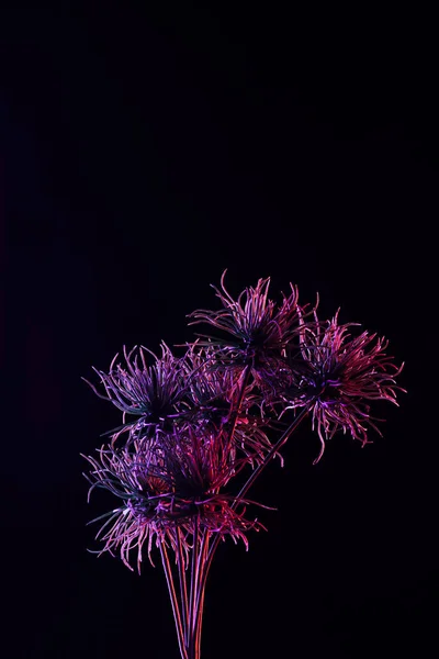 Toned Picture Beautiful Plant Purple Lighting Isolated Black — Stock Photo, Image