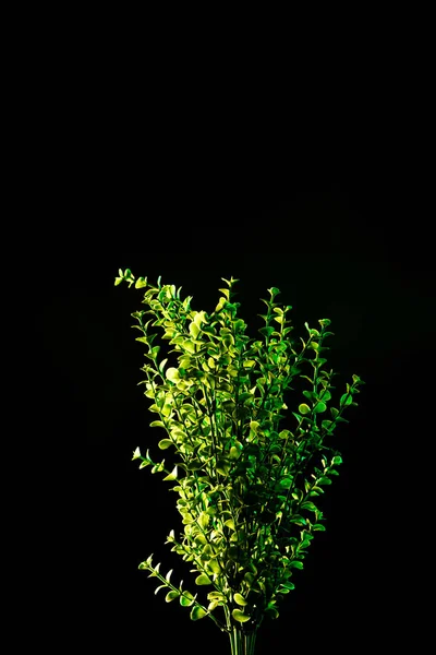 Close View Plant Green Leaves Isolated Black — Free Stock Photo