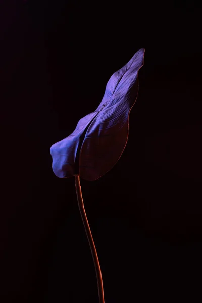 Imagine Tonifiată Frunzei Tropicale Frumoase Iluminat Violet Izolat Negru — Fotografie, imagine de stoc