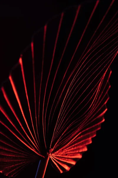 Tónovaný Obrázek Krásné Tropické Listy Červeným Osvětlením Izolované Černém Pozadí — Stock fotografie