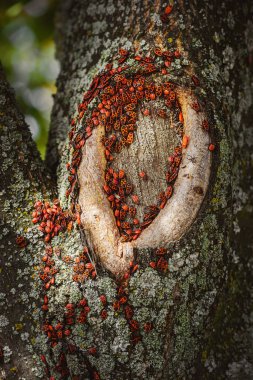 close up view of colony of firebugs on old tree trunk clipart