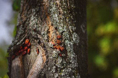 Koloni firebugs eski ağaç gövdesi üzerinde seçici odak