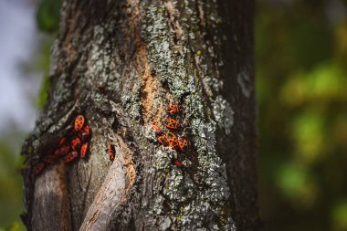 selective focus of colony of firebugs on old tree trunk clipart