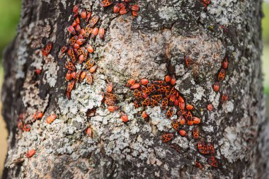 close up view of colony of firebugs on old tree trunk clipart