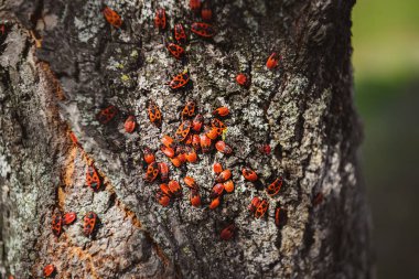 selective focus of colony of firebugs on old tree trunk clipart