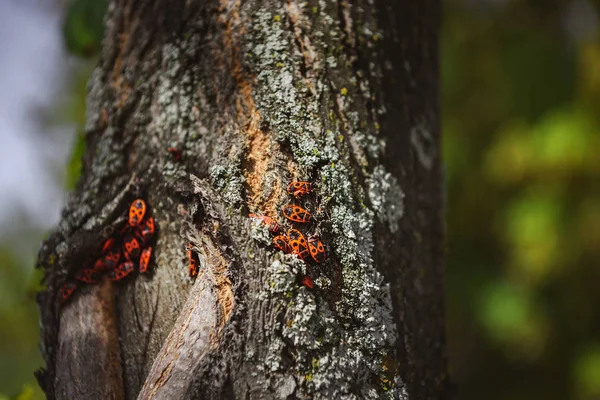 Selective Focus Colony Firebugs Old Tree Trunk — Stock Photo, Image