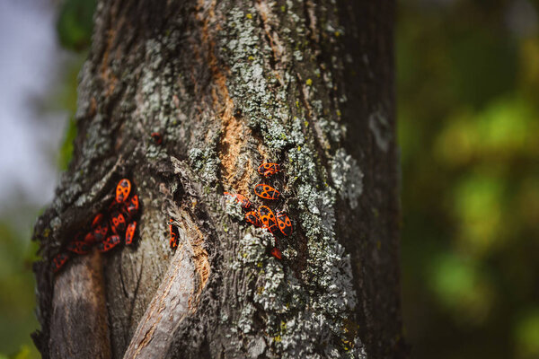 selective focus of colony of firebugs on old tree trunk