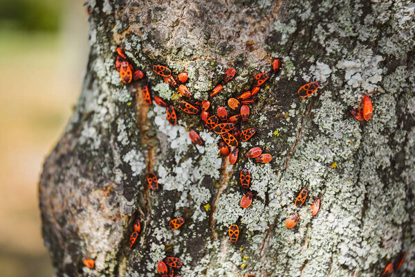 selective focus of colony of firebugs on old tree trunk