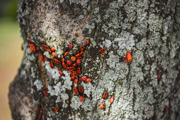 selective focus of colony of firebugs on old tree trunk