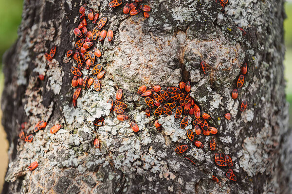 close up view of colony of firebugs on old tree trunk