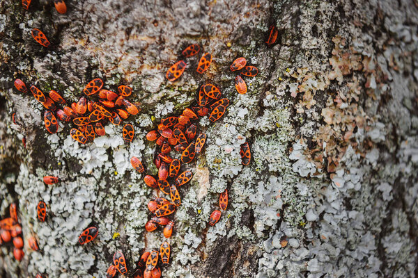 full frame image of tree trunk with colony of firebugs 