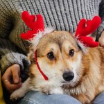 Cropped view of woman holding cute pembroke welsh corgi in deer horns