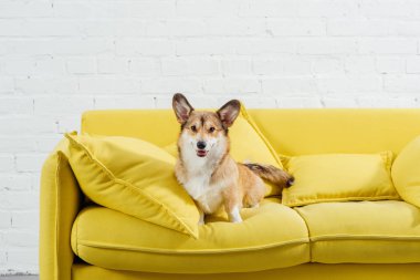 çok güzel pembroke welsh corgi beyaz arka plan ile Divan