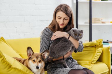 pembroke welsh corgi ve İskoç fold sevimli kedi kanepede oturan güzel kadın