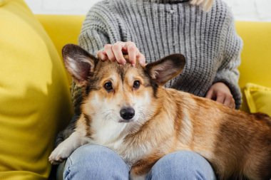kanepede oturan ve sevimli pembroke welsh corgi okşayarak kadın kırpılmış görünümü 