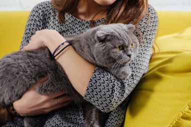 şirin tutan kız görünümünü kırpılmış scottish fold kedi 