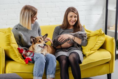 kanepede oturan ve sevimli pembroke welsh corgi İskoç fold kedi ile tutan genç kadın gülümseyerek