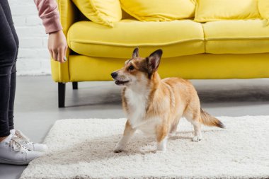 kadın eğitim pembroke sevimli Galce corgi köpek kısmi görünümü