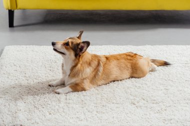 Uzan için komik pembroke Galce corgi köpek perfoming komutu
