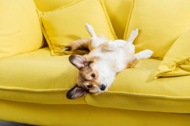 komik pembroke welsh corgi köpek sarı koltukta yalan