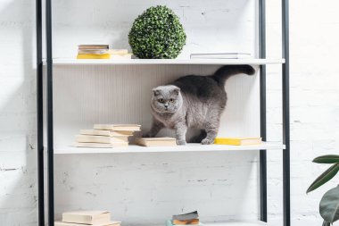 adorable scottish fold cat standing on shelving unit on white clipart