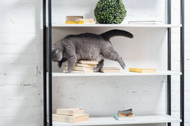 şirin İskoç fold kedi ayakta beyaz raf ünitesi