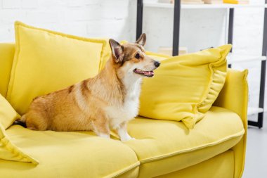sarı koltukta oturan sevimli pembroke welsh corgi köpek