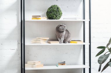 şirin scottish fold raf ünitesi beyaz üzerine oturan kedi