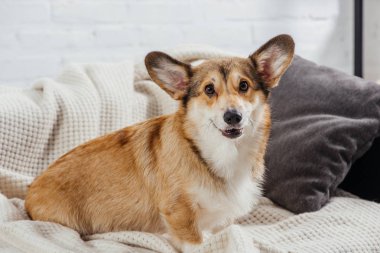 çok güzel pembroke welsh kanepede oturan ve kameraya bakarak corgi